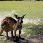 Kangury - mistrzowie skoków Australii