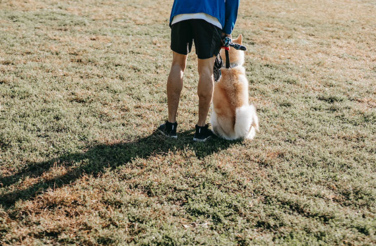 Bez stresu załatwianie się na dworze przez psa – Praktyczne wskazówki dla właścicieli