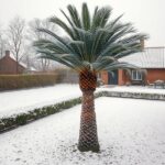 palma w polskim ogrodzie